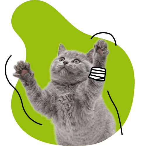 Katze mit Verband am Vorderbein
