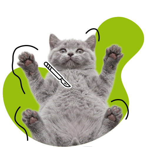 Katze mit Skalpell Icon